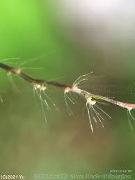 Image result for Urochloa reptans