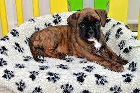 We did not find results for: Welpen Boxer Aus Bayern