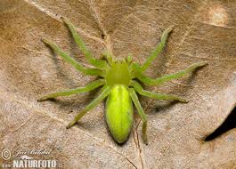 Luckily, this spider is very rare and is only a mere 15mm in comparison to the much larger and daunting 30cm figure of the huntsman spider. Green Huntsman Spider Photos Green Huntsman Spider Images Nature Wildlife Pictures Naturephoto