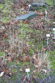 Direkt am großen garten befindet sich das mehr als 3 ha große gelände der tu dresden mit ca. File Leymus Akmolinensis Botanischer Garten Dresden Germany Dsc08961 Jpg Wikipedia