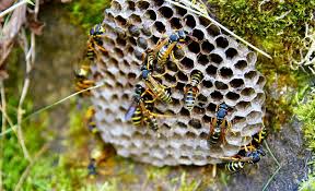 Wespen Bei Der Arbeit Gerade Im Spatsommer Haben Wespen Viel Zu Tun Um Ihre Nachzucht Zu Pappeln Gartentipps Haushalts Tipps Geister