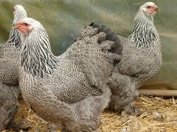 Brahma Poule Recherche Google Pet Chickens Chickens Backyard Chicken Breeds Poule et poussins brahma perdrix maillés dorés. pinterest