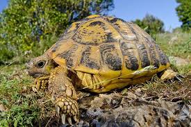 Das gilt ausnahmslos für alle arten. Griechische Landschildkrote Haustier Steckbrief Haltung Pflege