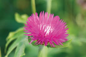 Image result for Centaurea praecox