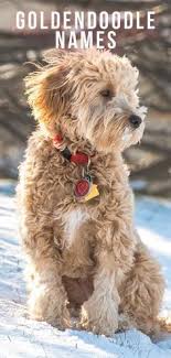 Goldendoodle Names Discover The Good Title For Your Cute Doodle Dogmale Hundenamen Coole Hundenamen Goldendoodle