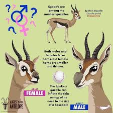 Peppermint Narwhal Creative En Instagram Augustisforantelope Augustantelope Antelope Malefemale Spekesgazelle S Animals Animals Information Field Guide