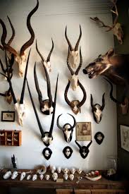 Antelope Wall Mounts Skulls Mandibles Cape Town Trophy Rooms Taxidermy Decor Antlers Decor