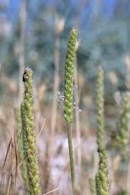 Image result for Coronopus