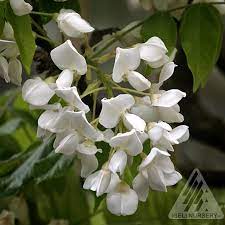 Celastrus species, american bittersweet, climbing bittersweet (celastrus scandens) by bopjg. Wisteria Brachybotrys Shiro Kapitan From Nvk Nurseries