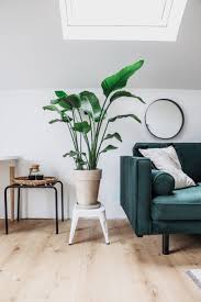 Riesige Strelitzie In 2020 Paradiesvogelblume Zimmerpflanzen Pflanzen