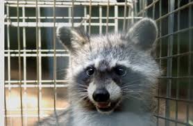 See full list on petmd.com Dogs Killed Rabid Raccoon Will Be Euthanized Nc Officials Raleigh News Observer