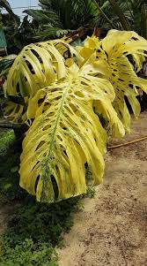 Monstera Deliciosa Plants Philodendron Plant Alocasia Plant