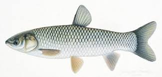 Koi are skinnier then goldfish when they are babies. Grass Carp For Your Pond Full Service Aquatics