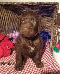 That is, if they have any german shorthaired pointer poodle mix puppies for sale. German Shorthaired Pointer Poodle Standard Mix Puppy For Sale In Sugarcreek Oh Adn 57922 On Pup Standard Poodle Puppies For Sale German Shorthaired Pointer