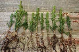 There are 42 state tree farm programs except in alaska, arizona, connecticut, hawaii, nevada, north dakota, oklahoma, and utah. Buy Affordable Tree Seedlings In Bulk Trees At Our Online Nursery Arbor Day Foundation Buy Trees Rain Forest Friendly Coffee Greeting Cards That Plant Trees Memorials And Celebrations With Trees And