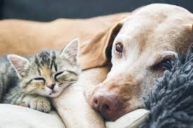 You can help homeless animals by adopting, donating or volunteering. It S A Cat And Dog World Humane Society Begins Second Half Century Mankatolife