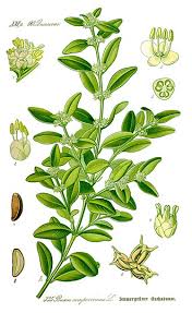 Image result for Buxus acutata