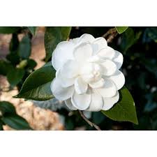 Camellia Camellia Japonica Pope John Xxiii Camellia Japonica Evergreen Shrubs