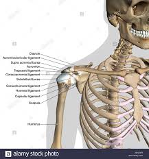 Jul 19, 2021 · the most common method of total wrist arthrodesis is dorsal compression plating, which can require revision for soft tissue or tendon irritation. Synovial Joint Diagram Labeled Anatomy Chart With Two Bones Articular Cartilage Joint Cavity Synovial Fluid Muscle And Tendon Black Background Stock Photo Alamy