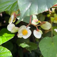 Image result for Begonia meyeri-johannis