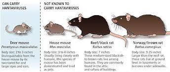 Ellos eliminan el virus en la orina, los excrementos y la saliva. Hantavirus A Mouse S Rare Dangerous Gift Qcna En