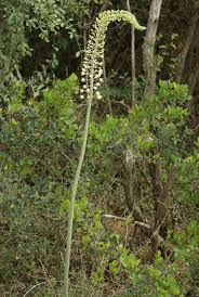 Image result for Drimia altissima