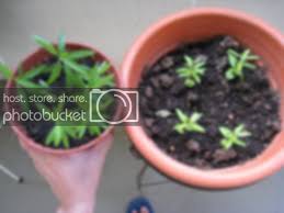 Kasus ajinomoto salah satu permasalahan yang dihadapi oleh manajemen perusahaan adalah situasi krisis yang berbagai contoh krisis perusahaan adalah kasus penyedap makanan ajinomoto yang diduga terbuat dari bahan berasalah dari babi. Tanaman Bunga Kertas Bougainvillae Ajinomoto Sebagai Baja Plants Baja Bunga