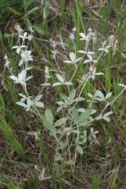 Image result for Psoralea glabra