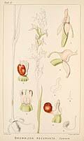 Image result for Brownleea mulanjiensis