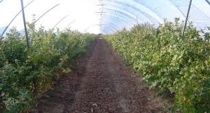 It is intended to assist plants with delivering rich foliage while keeping up a healthy root structure. Haifa S Recommendations For Fertilization Of Blueberries Haifa Group