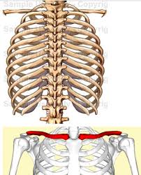 The rib cage surrounds the lungs and the heart, serving as an important means of bony protection for these vital organs. Skeletal System Rib Cage Posterior View Diagram Quizlet