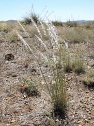Image result for Digitaria nitens
