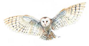 Http Sutton15445 Tumblr Com Enjoy The View From My World My Paisley World Owl Tattoo Drawings Owls Drawing Owl Tattoo