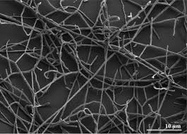 Our new #bass player nate killin it at our most @bisporaofficial. Complete Genome Sequence Of Thermobispora Bispora Type Strain R51 Abstract Europe Pmc