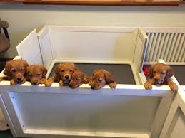 Top Quality Red Golden Retrievers In Nashville Tennessee Nashville Goldens