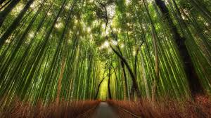 Green Forest Wallpaper 1920x1080 46335 High Quality And You can also upload and share your favorite forest hd wallpapers. green forest wallpaper 1920x1080