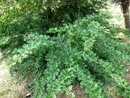 Image result for Toddalia crenulata