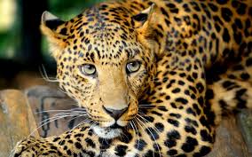 All cats are carnivores and some are efficient apex predators. Free Download Wallpaper Big Cat Leopard Eyes Eyes Whiskers Carnivore Wallpapers 2880x1800 For Your Desktop Mobile Tablet Explore 77 Big Cat Wallpaper Big Cat Wallpaper Free Download Big Cats