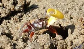 سرطان البحر يقد م طقوس ا ت ظهر حيويته لجذب الأنثى للتزاوج fiddler crab crab female