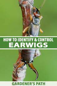 They do not harm people directly, damage only a few plants, and do not pose public health threats, but can be a nuisance if a large infestation is present. How To Identify And Control Earwigs Gardener S Path