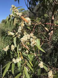 Image result for Eucalyptus botryoides