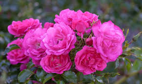 Rosenarten: Die 12 schönsten Rosenklassen - Plantura