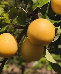 Check spelling or type a new query. Combo Asian Pear Tree 4 Varieties Asian Pear Fruit Trees For Sale Fruit Trees