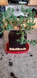 Especially the chinese juniper varieties shimpaku and itoigawa are often cared for as a bonsai tree and are often offered in. I Know Japanese Juniper Bonsai Trees Should Be Kept Outside I Live In The Midwest And It S Getting Really Cold What S The Best Way I Could Keep It Outside Without It Dying