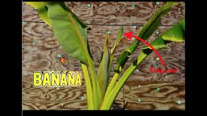 Buy our yuzu · 24h 365 days online shop · perfect for cocktails How To Know If Your Hardy Banana Plant Will Flower And Produce Bananas Growing Tips Youtube