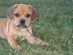 Black And Tan Puggle Puppies For Sale Hello I Am A Puggle Yes I Am Pretty Much Unbelievably Adorable Puggle Puppies Puggle Super Cute Animals