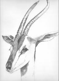 Pencil Drawing Of A Gazelle I Photographed At The San Diego Zoo Drawings Gazelle Animal Sketches