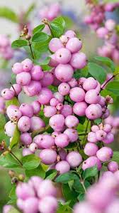 Mother of pearl has a meaning and properties of enhancing owner's love. Symphoricarpos Doorenbosii Mother Of Pearl Snowberry