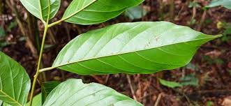 Image result for Pseudospondias