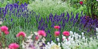 Am besten lässt sich lavendel mit einem speziellen erntemesser schneiden. So Geht S Lavendel Richtig Schneiden